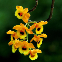 (Rainfall Jinghong Stone Plate Planting) Dao Health Iron Skin Stone Stone Seedling Stone Fresh Stone Maple Stone Flower