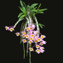(Empty Valley Pylori Plant) Dendrobium Dendrobium Candidendrobium Candidendrobium fresh dendrobium Flowers Dried Flower tea
