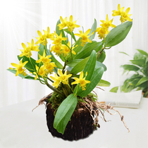 (Moment of the Blossom Dendrobium tree stumps) with wood to ship non-iron dendrobium candidals with fresh strips of maple dendrobium dendrobium