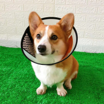 Dog Elizabeth Circle Pet Supplies Kirky Medium Dog Beauty cover Lick Cat Waterproof Anti Bite Dog Protection Headgear