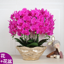 Phalaenopsis simulation flower PU hand feel floral ornaments living room coffee table TV cabinet decoration fake flower decoration Big Basin set