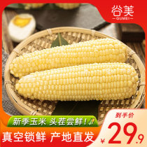 Waxy corn sticky white glutinous vacuum ready-to-eat food whole grains breakfast replacement 8 fresh corn sticky Corn Corn