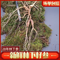 Fresh ginseng Under the forest Ginseng 20 years ginseng Changbai Mountain Wild Ginseng Northeast Jilin wild Ginseng Laoshan Ginseng bubble wine