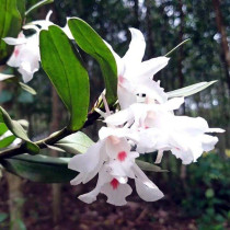 Rare Virgin Dendrobium Dendrobium Maple Dendrobium Orchid Orchid White Flower Red Heart Dendrobium flowering Beautiful fragrance