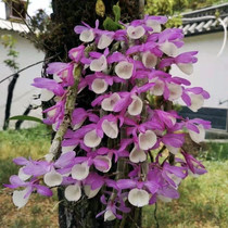 Pingchun Dendrobium Maple Dendrobium blossoms beautiful pink flowers with fragrance orchid orchid orchid orchid
