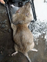 6 sets of rat trap rat killer powerful clip household rat trap rat trap artifact iron clip automatic