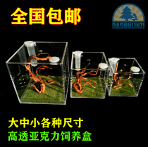 High-penetration acrylic landscaping box jumping spider feeding box songworms spider beetle insect mantis feeding box