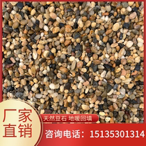 Natural Goose Pebble Ground Warm Bean Stones Five Colorful Small Stones Pebble Stones Rain Florite Fish Tank Paved Stone Marsh Filter Pebbles