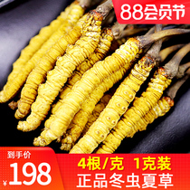 2021 Fengyuangu Cordyceps Sinensis first period authentic cordyceps dry goods 4 grams total 1 gram 4 non-gift boxed