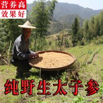 Zherong Taizi ginseng wild super soup material authentic Tongshen medicinal herbs granules sulfur-free children ginseng 150g