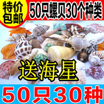 Natural conch shell fish tank landscaping 30 kinds of non-repeat 30 exquisite snail set coral