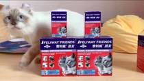 French fries Meow Feili friend initial set supplement liquid pheromone pheromone cat reduce fight Chase