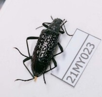 Popular science teaching photography Insect beetle specimen wet insect uncorrected small beetle Yunnan 21MY023