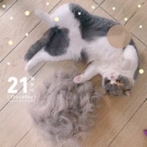 Vini sauce to pumice pet Three generations of hair comb Hair Drescomb Cat for use with a hair brush cat house for a must-see