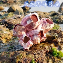 Natural extra-large sea snail large shell marine rattan fish tank made of sea star specimens Mediterranean style Decorative Collections