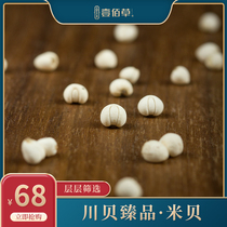 Sulfur-free wild Sichuan Beisong Songbei Special Sichuan Aba Special Natural Fritillaria Pearl Shellfish Grinding rice shell