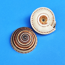 Straw hat snail natural shell conch wheel snail hand painting creative long fish tank landscaping decoration photo props