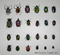 Golden turtle specimen Full series of 25 varieties Set of 125 yuan Insect specimen Classic domestic series