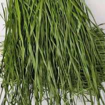 21 years of drying Timothy North Timothy pasture ChinChin rabbit staple food box 1 thousand grams