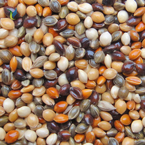 New five-color millet parrot tiger skin peony Xuanfeng small and medium-sized parrot mixed bird food bird food feed 5kg