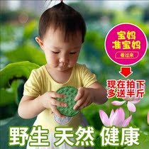 Fresh Lotus fresh lotus head farm xian zhai wild lotus raw Weishan Lake tender lotus M Natural