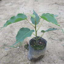 Wood Garden Plants Trees Fruit From The Best Taobao Agent Buddhist Treasure Bodhi Tree Nursery Peace Donkey Kong Protect Your Life In