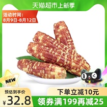 Hegugu Jilin purple waxy corn cob Non-GMO 220g*8 boxes Ready-to-eat meal replacement breakfast Double vacuum