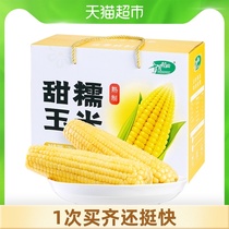 October Rice field cooked sweet waxy corn