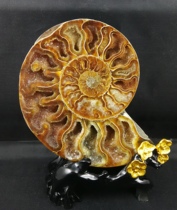 Madagascar natural treasure treasure Crystal Cave Jade ammonites snail fossils to gather Wangcai ornaments base