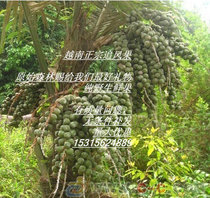 Fresh Vietnamese chasing wind fruit thorn tiger about 50 grams to send herbal safflower gloves 10 fruit delivery