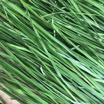 21-year new grass fruit tree grass net weight 500g Hay forage instead of Timothy alfalfa