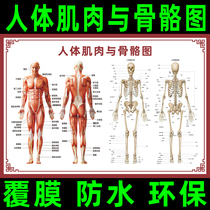 Human bone diagram Wall chart Organ visceral structure diagram Poster Spine diagram Muscle distribution Anatomy diagram Wall chart