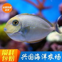 Blue dot hanging Live seawater fish cylinder dealgae bioIndonesia blue hoist gold hoisting conveyance package live