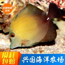 Triangle Hanging Seawater Water Live Coral cylinder of Algae Delivery Coast delivery of Live Blue Ceiling