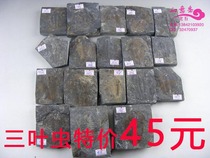 Paleontological fossil trilobite Crown worm fin fish fossil insect plant fossil popular science collection specimen