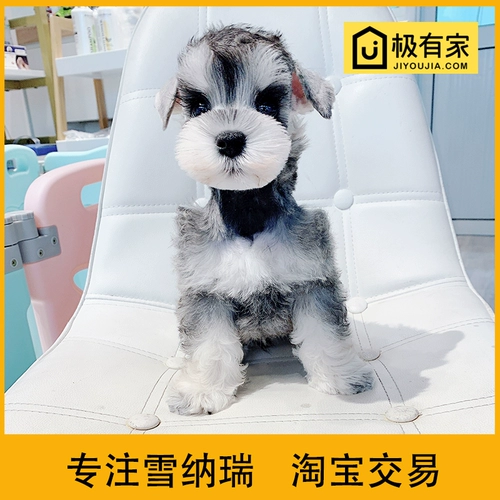 Мини -шерри щенка, живая черно -белая кедр