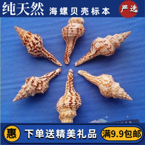 Flower snail flower color long spiral snail natural conch shell wedding fish tank decoration landscape home furnishings collection conch