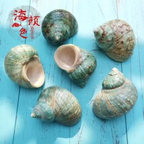 Natural Conch Shell Green Snail aquarium fish tank landscaping decorations Mediterranean home furnishings hermit crab replacement shell
