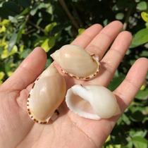 Natural Shell Sea Snail Sun Egg Snail specimen snail fish tank water ethnic group view adornment Host Crab Replacement Shell