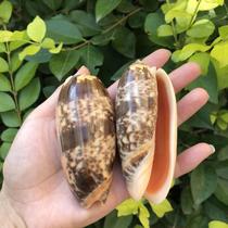 Natural shell conch fairy snail orange snail hermit crab roll fish shell replacement shell fish tank decoration aquarium landscaping