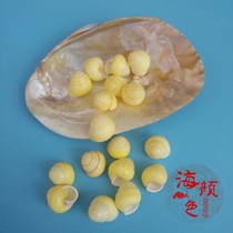 Natural conch shell snail soybean snail soybean snail hermit crab aquarium fish tank landscape window shooting props decorative specimens