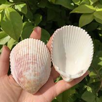 Shell natural sea snail bird tail clam fish tank decorated coral water ethnic group view shooting props Mediterranean style pendulum