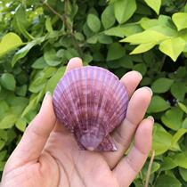 Natural shell conch purple scallop double-sided color shell fish tank aquarium aquarium landscape window shooting props