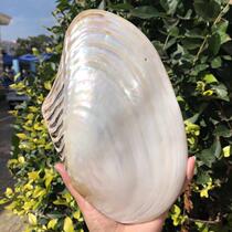 Natural Shells Sea Snail Double-sided Pearl Mussel Shell Mediterranean Home Creative Collection Pendulum fish tank Water ethnic decorations