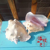 Natural shell Super sea snail Rouge snail Golden fist snail Fish tank Aquarium landscaping shooting props Decorative crafts Small