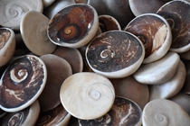 Natural Sun shellfish fossils sea scallops conch sea sea creatures fossil specimens 7777 randomly shipped