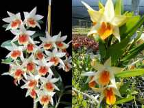 Dendrobium black hairy flowering period up to 2 months with partial buds