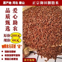 Pregnant women low-fat brown rice grains coarse grains five grains Hebei Tangshan authentic Yutian Rouge rice old rice farm direct sales