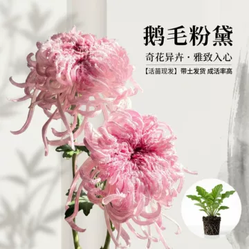 鹅毛粉黛大菊苗-鹅毛粉黛大菊苗促销价格、鹅毛粉黛大菊苗品牌- 淘宝