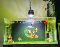 Excellent water View Full Spectrum professional algae explosion lamp explosion Moss lamp downlight green moss green algae green hair lamp fish tank light support lamp